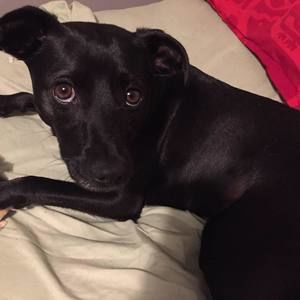 Meet your Posher, Pauline